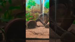 Rat snake ను చూడండి చాలా బాగుందిstrikersadventuresubscribers videosviral [upl. by Nollie908]