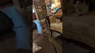 Bouboulina is DANCING cutecatsounds catshorts catsofinstagram viralvideo [upl. by Avron]