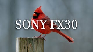 Sony FX30 Bird Cinematic Video Sigma 100400mm F563  Phantom Luts [upl. by Azilanna53]