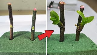 Tips to propagate orchids super fast use Floral Foam Green [upl. by Brady124]