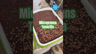 Die ersten Trays Microgreens auf Teneriffa ☀️☀️ [upl. by Saber]