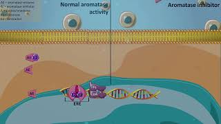 Aromatase inhibitors [upl. by Nigen]