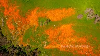 Wild Flowers California Super Bloom 2016 [upl. by Narine979]