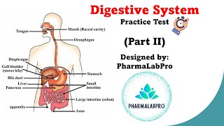 Digestive System Quiz  Anatomy amp Physiology Review  Part 2 [upl. by Favin]