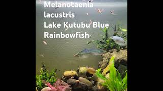 Melanotaenia lacustrisLake Kutubu Blue Rainbowfish [upl. by Atin]