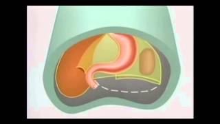 Embriologia del tubo digestivo [upl. by Hoyt]