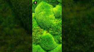 Meet the Mossy Frog A Living Patch of Moss😲 shorts youtubeshorts frogfacts mossyfrog [upl. by Ivatts]