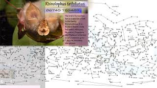 Rhinolophus trifoliatus [upl. by Mcconnell514]