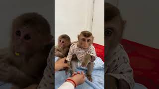 baby monkey animals cute babymonkey lovelybabymonkey love reels shortsmonkey [upl. by Aniretake764]