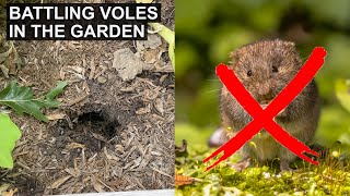 Organic Garden Pest Control  Natural methods for dealing with voles in the garden [upl. by Shadow123]