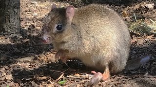 Zoo To You Episode 14 BrushTailed Bettong [upl. by Akkimat]