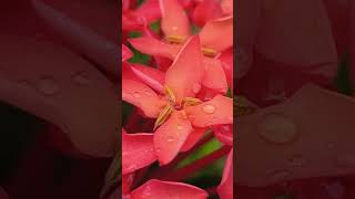 Jungle Geranium Ixora coccinea with rain water foryou nature [upl. by Jessamine791]