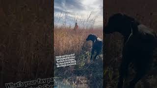 Pheasant season is here uplandhunting birdhunting dog hunt hunting pheasants iowa outdoors [upl. by Caitlin225]