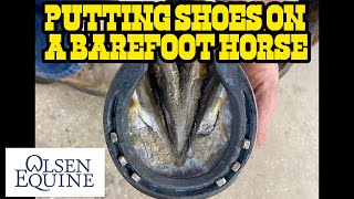 Putting Shoes on a Barefoot Horse [upl. by Animor]