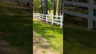 Plant pink muhly grass at the ranch [upl. by Anauqahc]