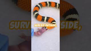 Snakes Egg laying or Live Birth🐍 Animal Facts shorts snake facts [upl. by Onitnelav]