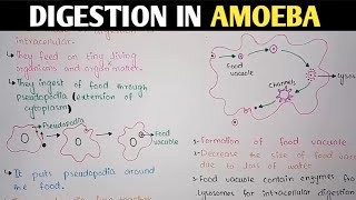 Digestion In Amoeba  Pseudopodia  Class 11 Biology [upl. by Krebs]