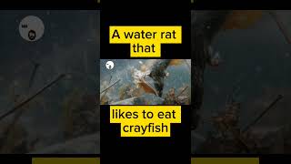 Part 2 Hows A water rat that likes to eat crayfish [upl. by Necaj888]