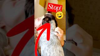 My Dog Doesn’t Know When To Stop dog youtubeshorts [upl. by Rebmit]