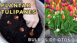 PLANTAR TULIPANES Cómo y cuando plantar bulbos en maceta  Jardinatis [upl. by Caye]