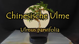 Chinesische Ulme  Ulmus parvifolia [upl. by Kovacev333]