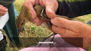 Corncrakes return to Norfolk [upl. by Ahsimot]