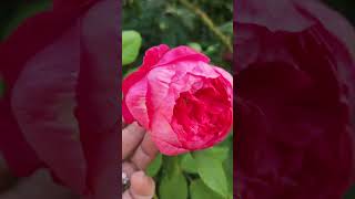 Rose vlog 11192024 David Austin Benjamin Brittenrose in fall [upl. by Irep929]