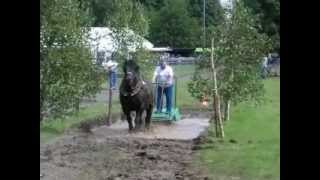 Fête du cheval Hargnies [upl. by Ma]