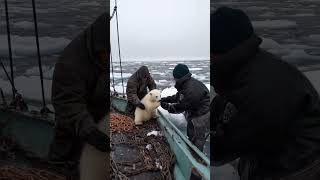 🐻‍❄️ Tiny Polar Bears Heartwarming Rescue 😍 PolarBearRescue WildlifeConservation ArcticAnimals [upl. by Isbel]