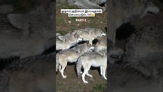 ஓநாய் குடும்பம் இப்படிதான் செயல்படும்🐺😲how wolfpack works wolfpack wolffacts tamil bioworld [upl. by Ricardo]