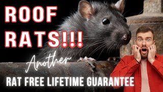 RATS in LOFT  RATS in ATTIC How rats get in your home [upl. by Lednyc630]