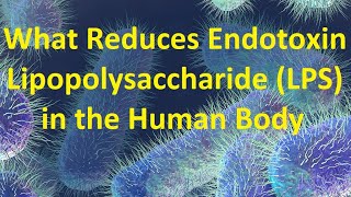 What Reduces Endotoxin Lipopolysaccharide LPS in the Human Body [upl. by Aiek302]