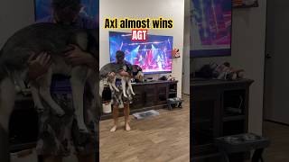 Axl almost wins 🇺🇸 AGT dogs agt shorts [upl. by Luciana]