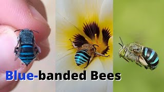 Only in Australia Amazing BLUE banded bees [upl. by Elberfeld]