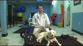 Veterinarian Demonstrates how to put a Walkin Wheels Dog Wheelchair on a dog [upl. by Margaretta]