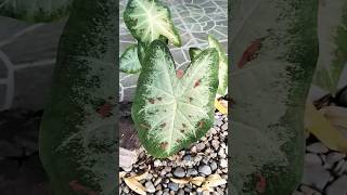 Robust Caladium Plant bicolor green red [upl. by Eenyaj521]