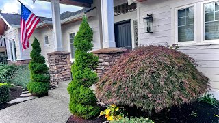 Japanese laceleaf Maple  Restoration from bowl cut in the fall on Camano Island WA 🍄‍🟫 [upl. by Saxela]