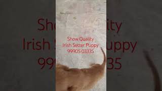 Irish Setter Puppy For Sale Hyderabad Andhra Pardesh Chennai Tamil Mumbai Kolkata Ahmedabad India [upl. by Anyrb]