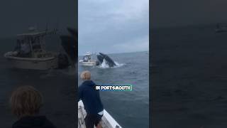 Large whale sinks boat in America [upl. by Francklyn472]