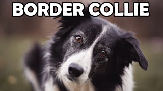 Border Collie  Historia charakter aktywność  Rasy Psów 3 [upl. by Anead771]