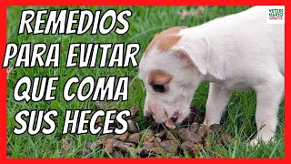 ✅ TRATAMIENTO DEL MOQUILLO CANINO CON MEDICAMENTOS ✅ VITAMINA B SUEROS ANTIBIÓTICOS MELOXICAM [upl. by Doralin]