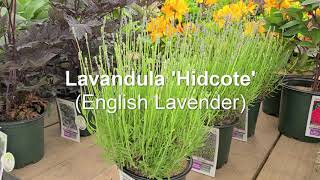 Lavandula Hidcote💜💜FANTASTIC Summer Fragrance and Color An AllTime Favorite [upl. by Leoline]