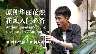 【特殊物種003】原種華麗花燭 Anthurium magnificum 花燭入門必備 [upl. by Novhaj647]