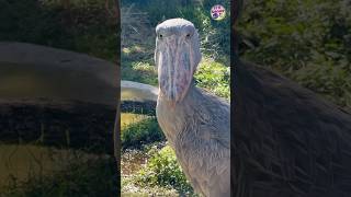 shoebill stork bird sciencefacts science [upl. by Pearla735]