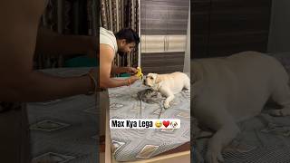 Max Kya lega 😅♥️🐶dog funny doglover labrador pets minivlog shorts viral trending cute [upl. by Mada]