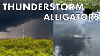 LIVE Thunderstorm amp Alligators Florida Everglades July 18 2024 [upl. by Kiley]