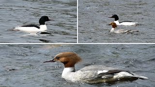 Goosander Common Merganser  Male and Female in Breeding Plumage [upl. by Gwendolyn609]