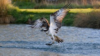 Osprey Pandion haliaetus 190423 [upl. by Asirahc]