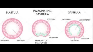 Developmental patterns in animals fertilization cleavage morula blastula gastrula zygote [upl. by Vonny636]