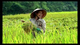 Harvesting season  Best time to visit Sapas rice terraces [upl. by Cuthburt]